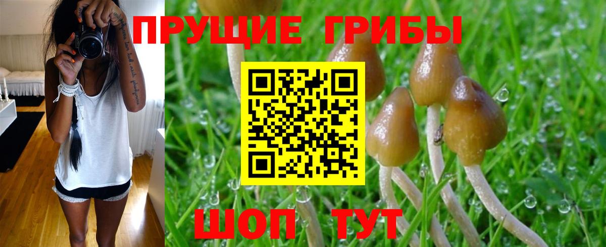 Галлюциногенные грибы Psilocybe Балашиха